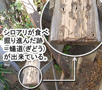 シロアリ消毒・シロアリ駆除はグリーン・パトロール　神奈川県、茅ヶ崎市、藤沢市、鎌倉市　シロアリの蟻道が