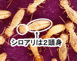 シロアリ消毒・シロアリ駆除はグリーン・パトロール　神奈川県、茅ヶ崎市、藤沢市、鎌倉市　イエシロアリ